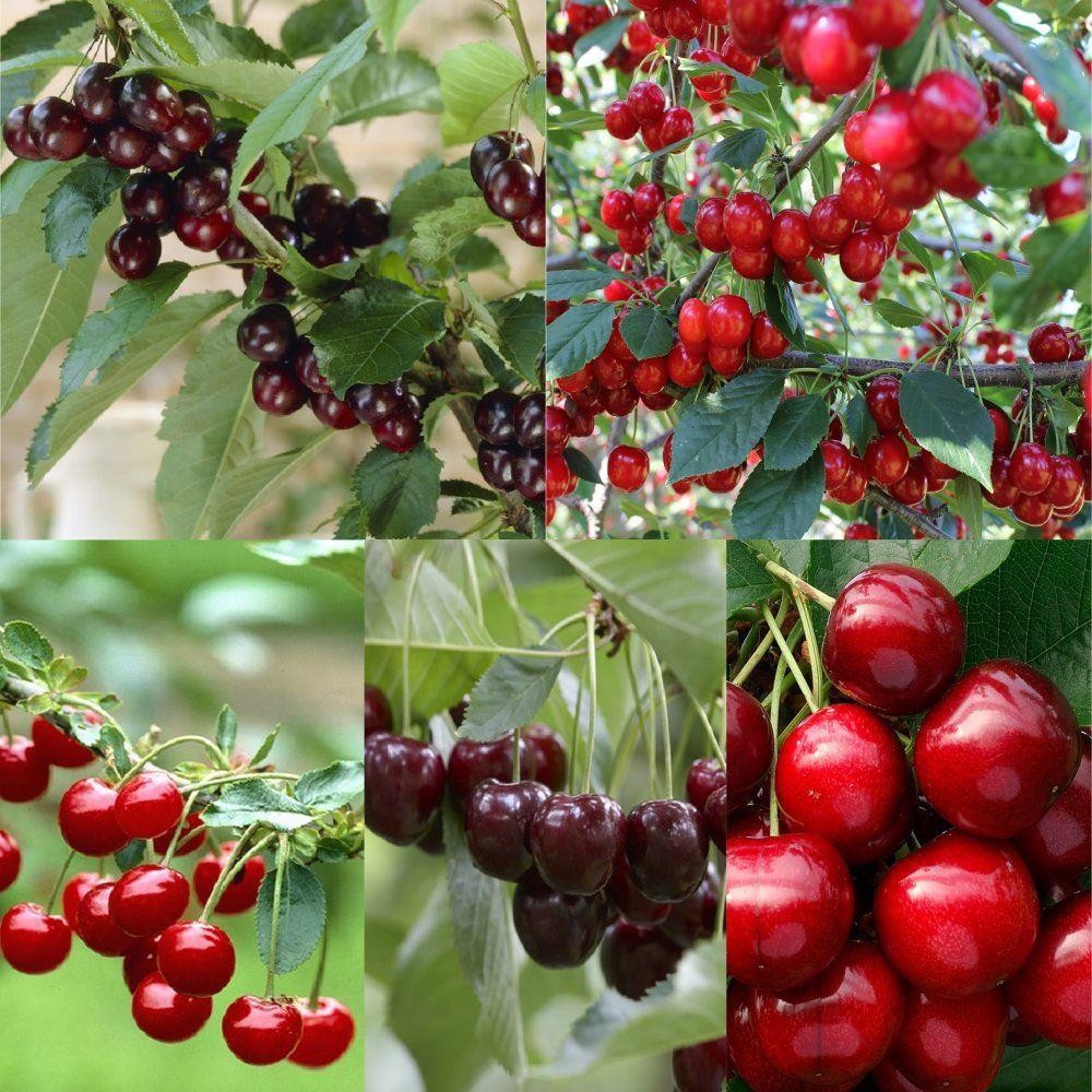 Cherry Tree Multi Variety Fruit Tree Cherry 5 Varieties On One Tree Garden Plants