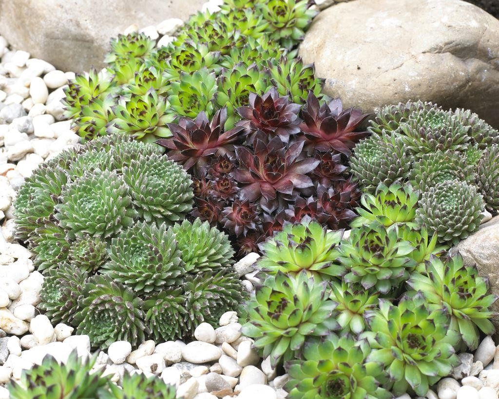 Sempervivum Standard Green - Houseleek - Garden Plants
