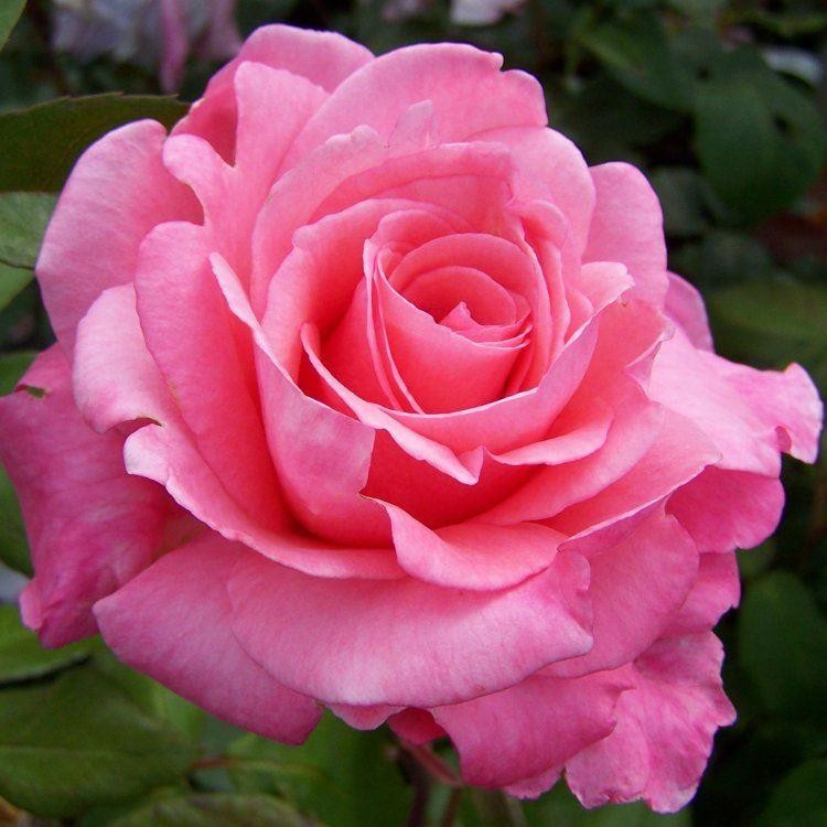 Rose Congratulations - Hybrid Tea Bush Rose - Garden Plants