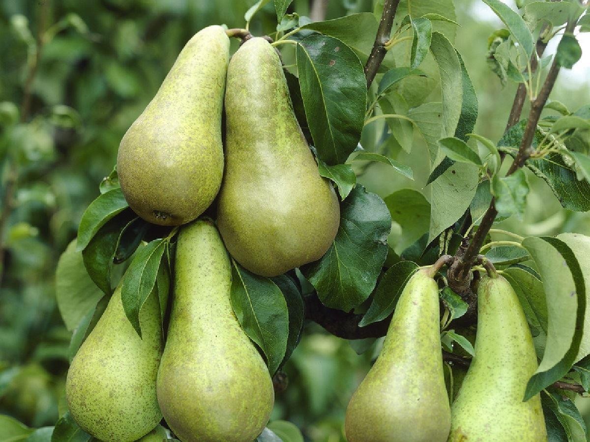 The meaning and symbolism of the word - «Pear»