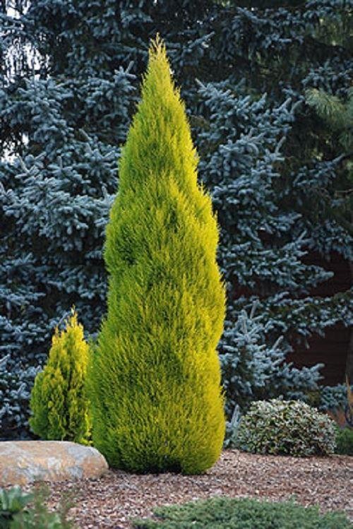 cypress goldcrest macrocarpa cupressus lemon scented monterey trees conifers plants 80cm garden 90cm gardeningexpress choose board
