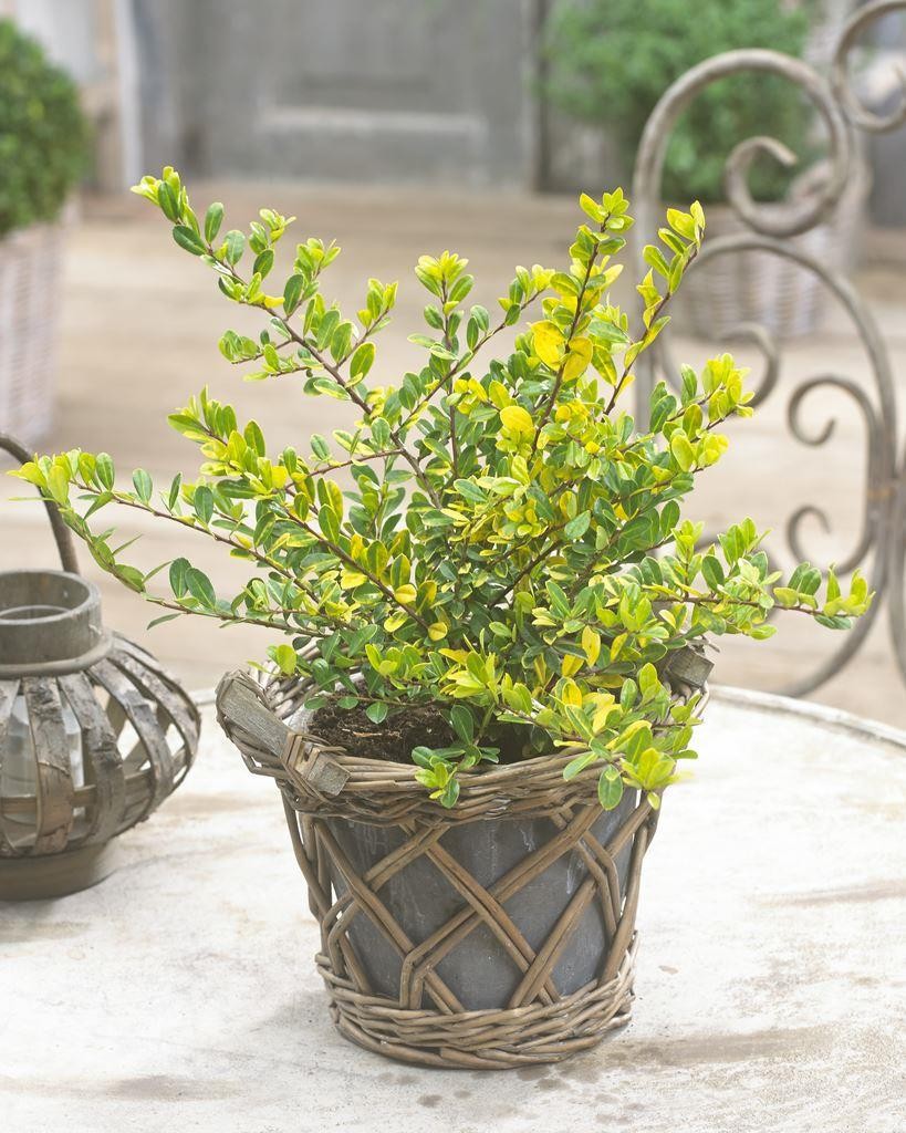 Ilex crenata Golden Gem - Evergreen groundcover - Garden Plants