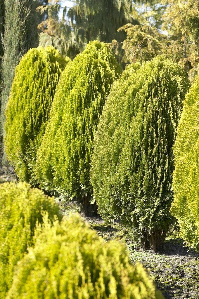 Thuja orientalis aurea nana (Platycladus) - Conifers - Garden Plants