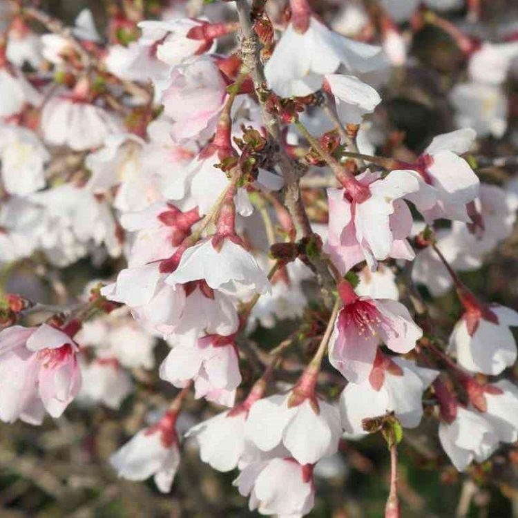 Prunus Incisa Kojo No Mai Fuji Cherry Garden Plants