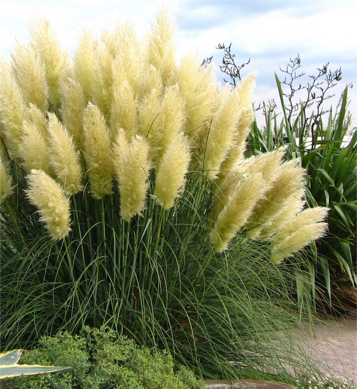 Top 93+ Images show me a picture of pampas grass Latest