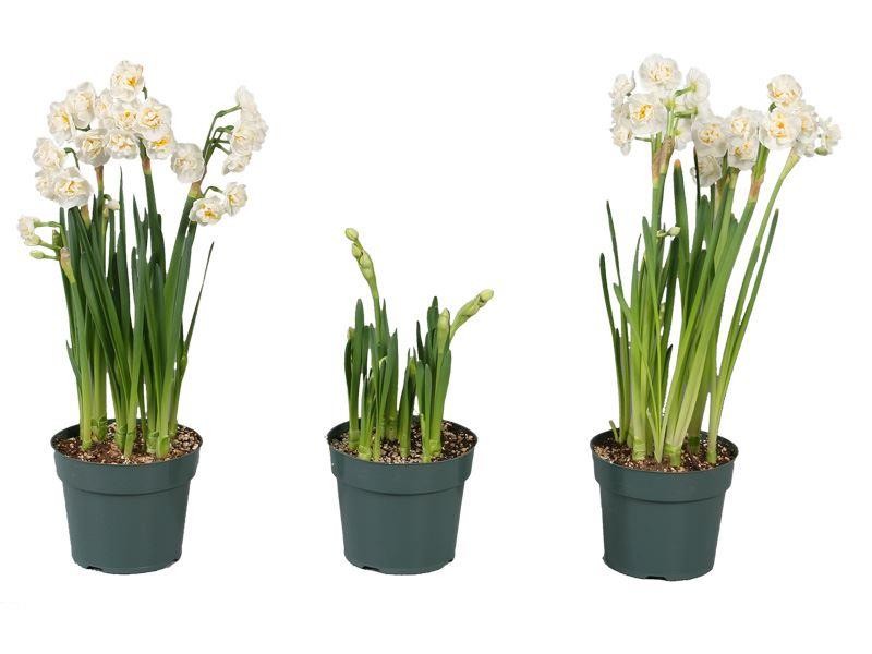 Narcissus Bridal Crown - Fragrant Double Daffodils - TWO lovely ...