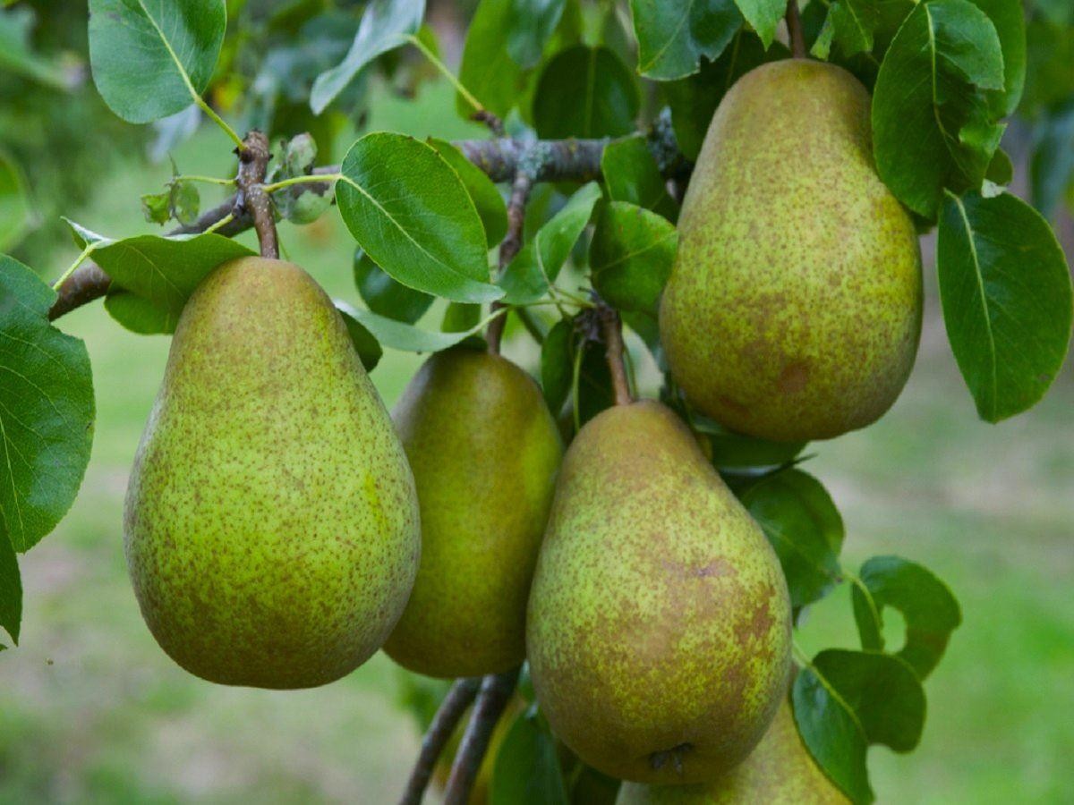 Pear Tree - Multi-Variety Fruit Tree - Pear - 5 Varieties -1458
