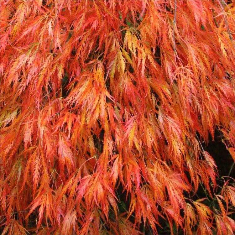 Acer Palmatum Dissectum Orangeola Garden Plants 