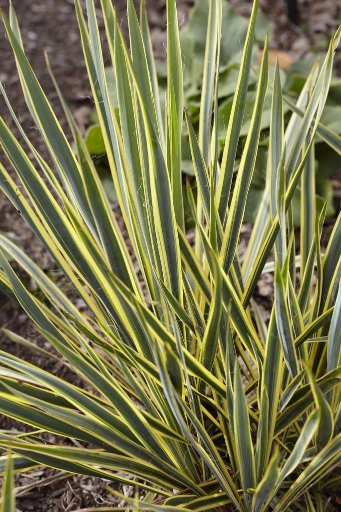 Yucca Bright Edge - Variegated Adams Needle - Garden Plants Adam's Needle Yucca Plant For Sale