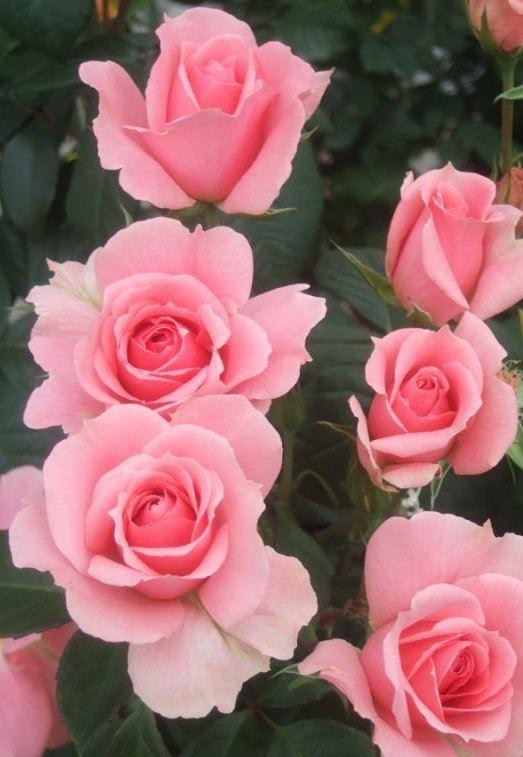 Rose You're Beautiful - Floribunda Bush Rose - Garden Plants