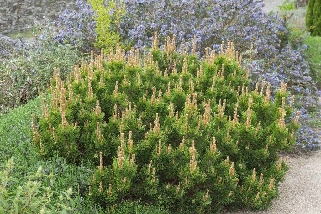 Pinus mugo Mughus - Dwarf Mountain Mugho Pine LARGE - Conifers - Garden