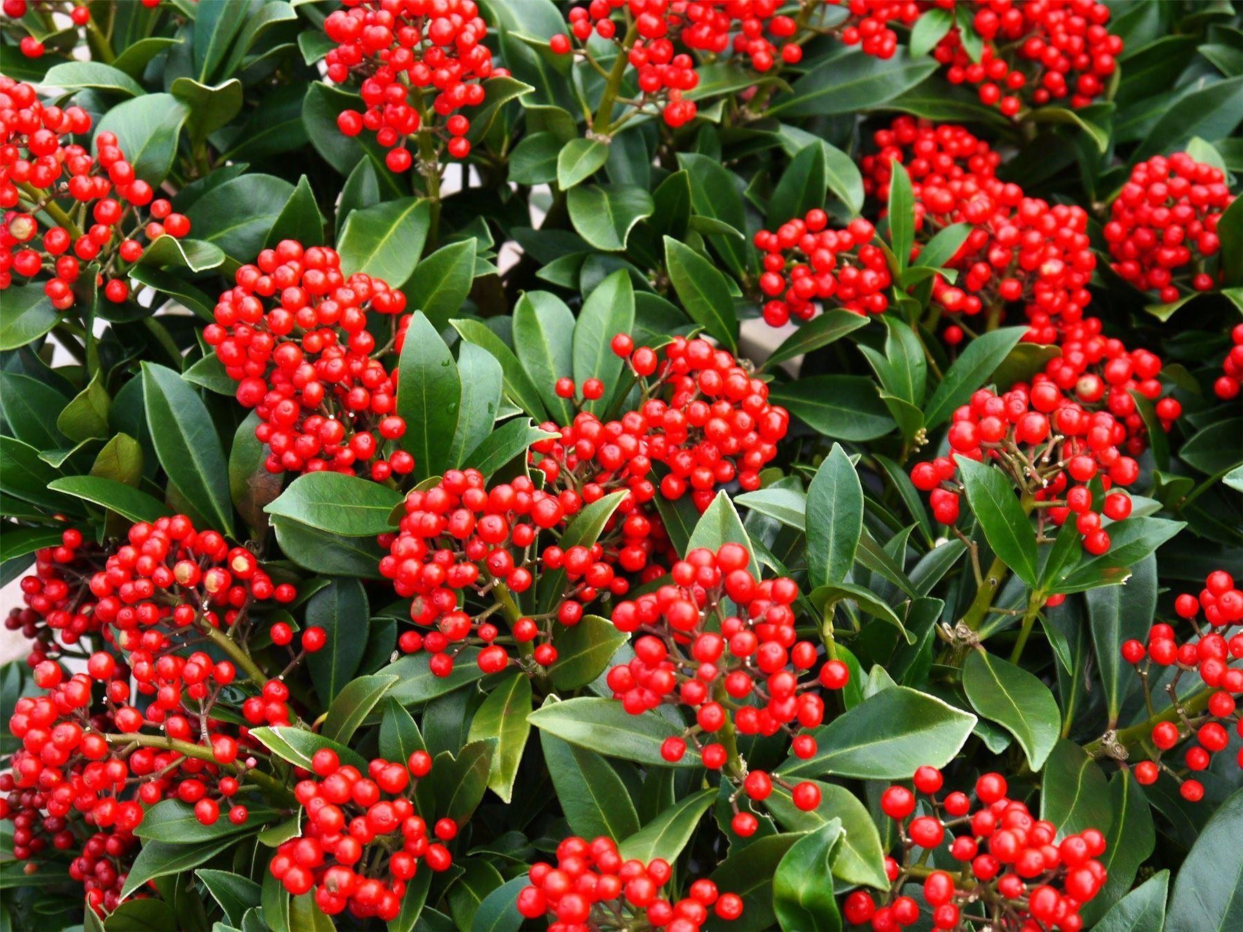 skimmia japonica plant autumn garden shrubs specimen plants colour berries perrywood beautiful flower special deal nursery red essex small