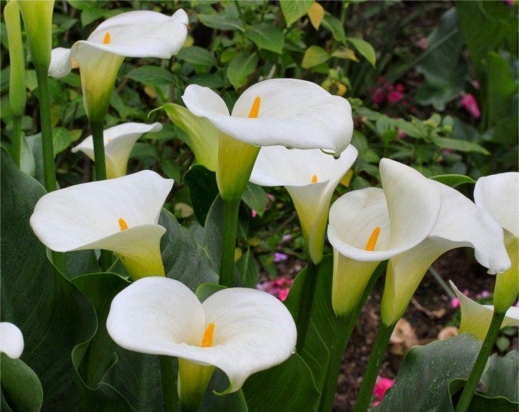 Pack of THREE Zantedeschia aethiopica - Hardy White Calla Arum Lily Plants