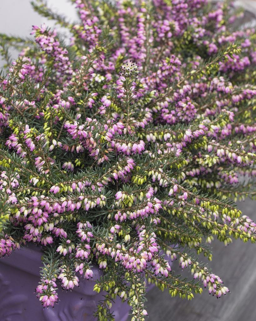 Heather Collection Winter Hardy Evergreen Plants in Bud Pack of 12