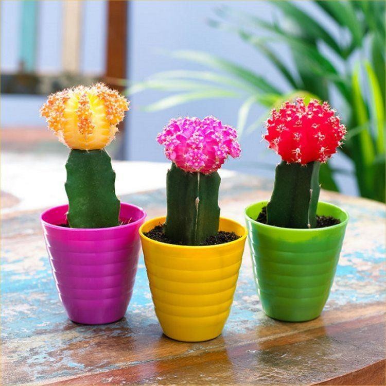 Moon Cactus Collection Three Different Cacti Colours