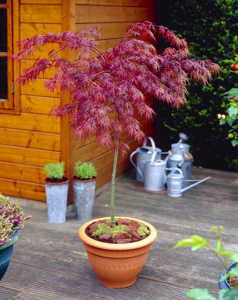 Large 100cm Weeping Acer Japanese Maple Trees - Firecracker - Garden Plants