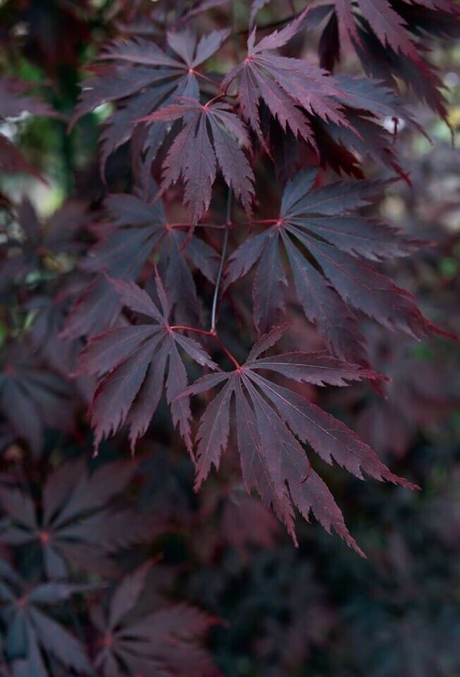 Black leaved Japanese Maple
