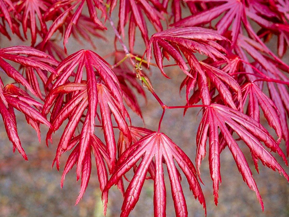 types of japanese maple trees
