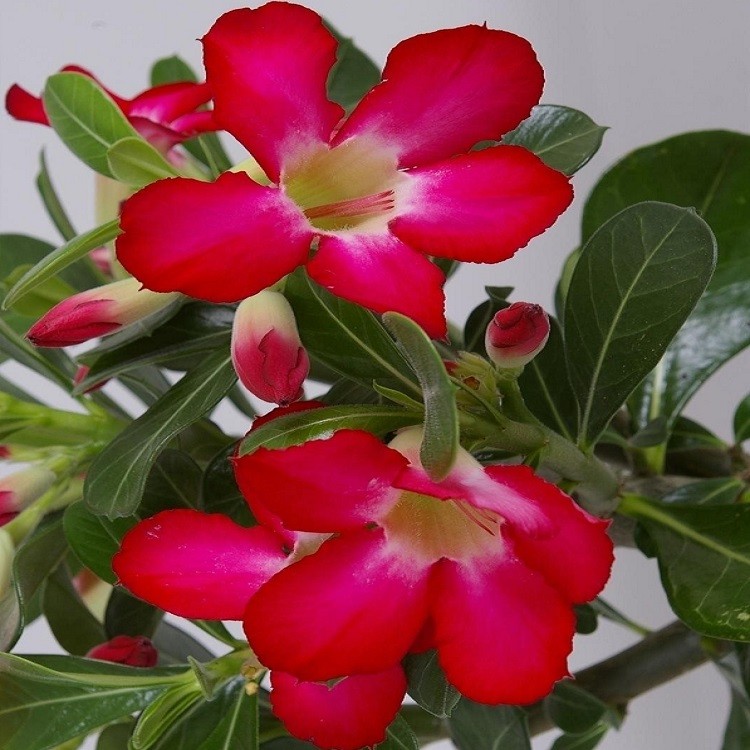 Adenium obesum - Desert Rose Plant - 'Anouk' in Bud - Garden Plants