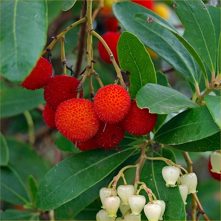 Arbutus Unedo Strawberry Tree Garden Plants