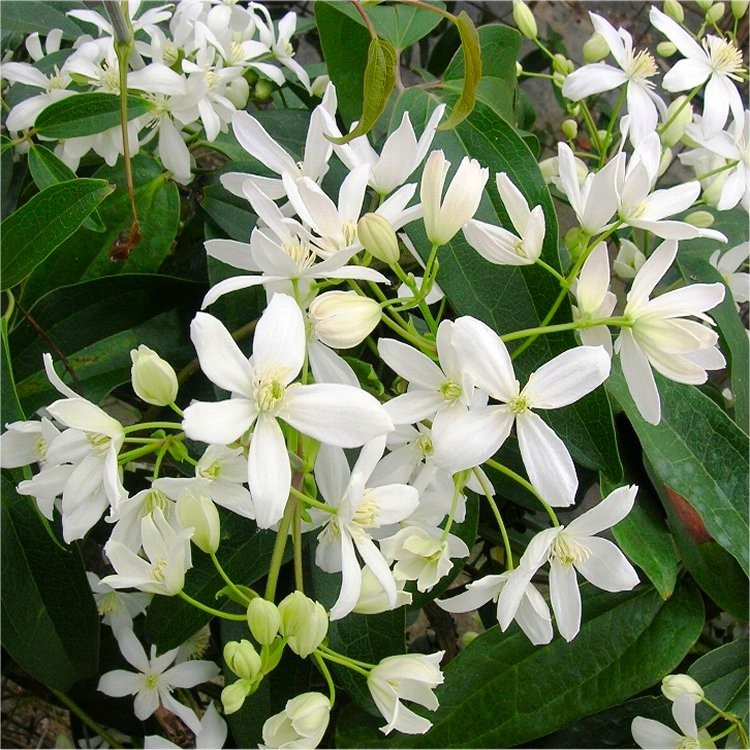 Clematis armandii - Fragrant Evergreen Spring Flowering ...
