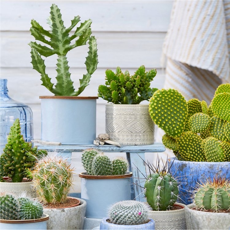 Home cactus plants information