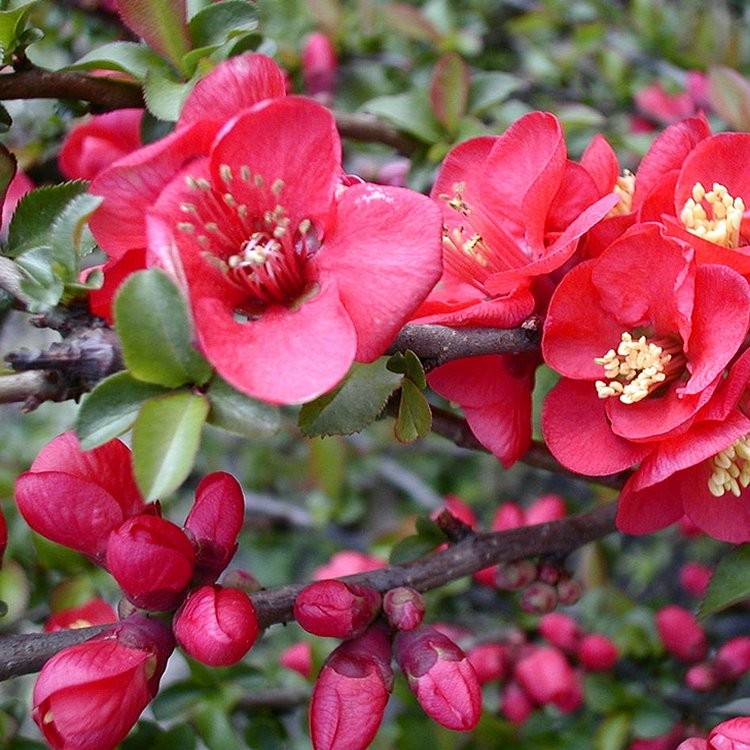 Chaenomeles Red Kimono – Flowering Quince - Shrubs - C - Shrubs & Trees ...
