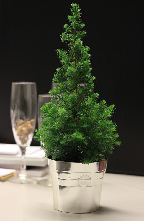 Top Point Mini Christmas Tree in Silver Pot - Garden Plants