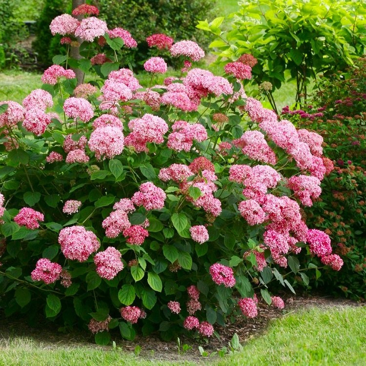 Hydrangea annabelle rose