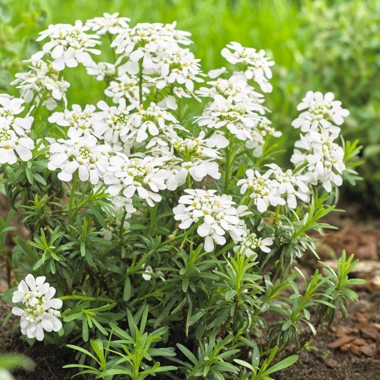 Iberis Sempervirens Snowcone Hardy Candytuft Garden Plants