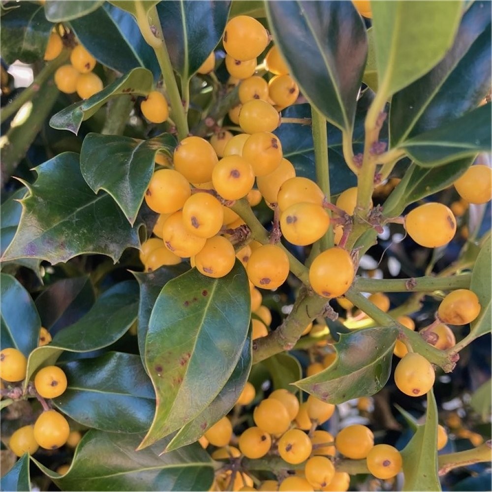 Rare Yellow Berry Holly Trees Ilex Aquifolium Bacciflava Covered In