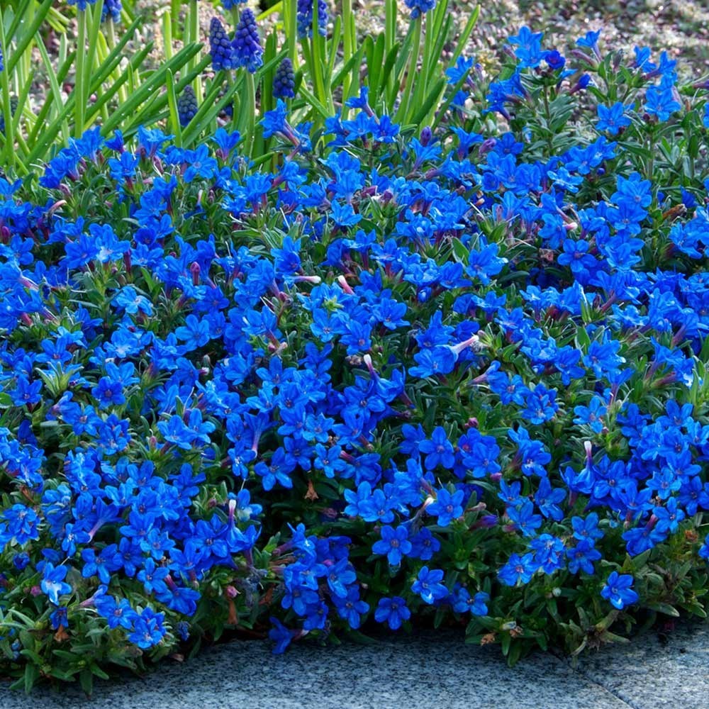 blue heavenly lithodora lithospermum diffusa plants ward grace ground cover perennials beechmount garden enlarge zoom click categories