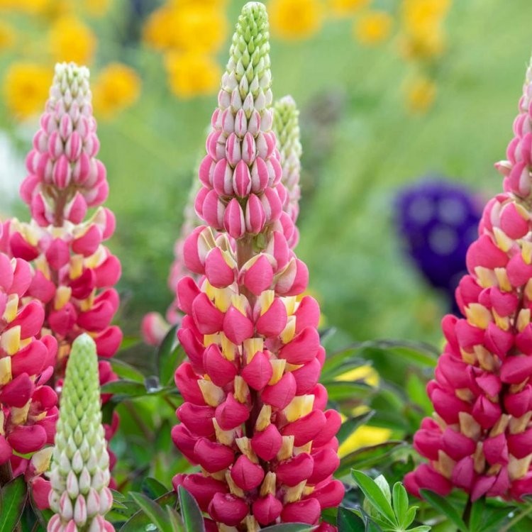 Lupinus West Country Lupins Tequila Flame - Perennials - L - Perennials ...