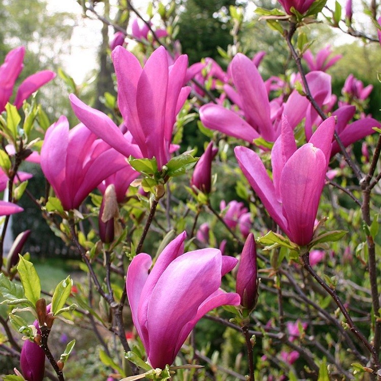 magnolia susan tree tulip trees ohio flower blooming plant plants spring enlarge zoom click garden tuliptree