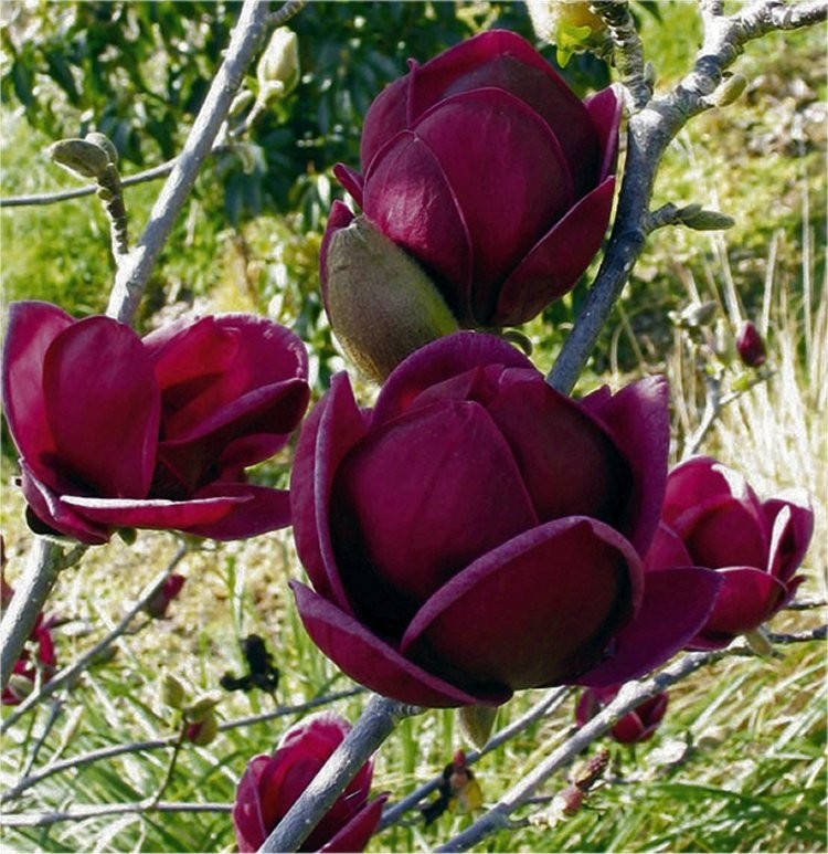 magnolia-genie-tulip-tree.jpg