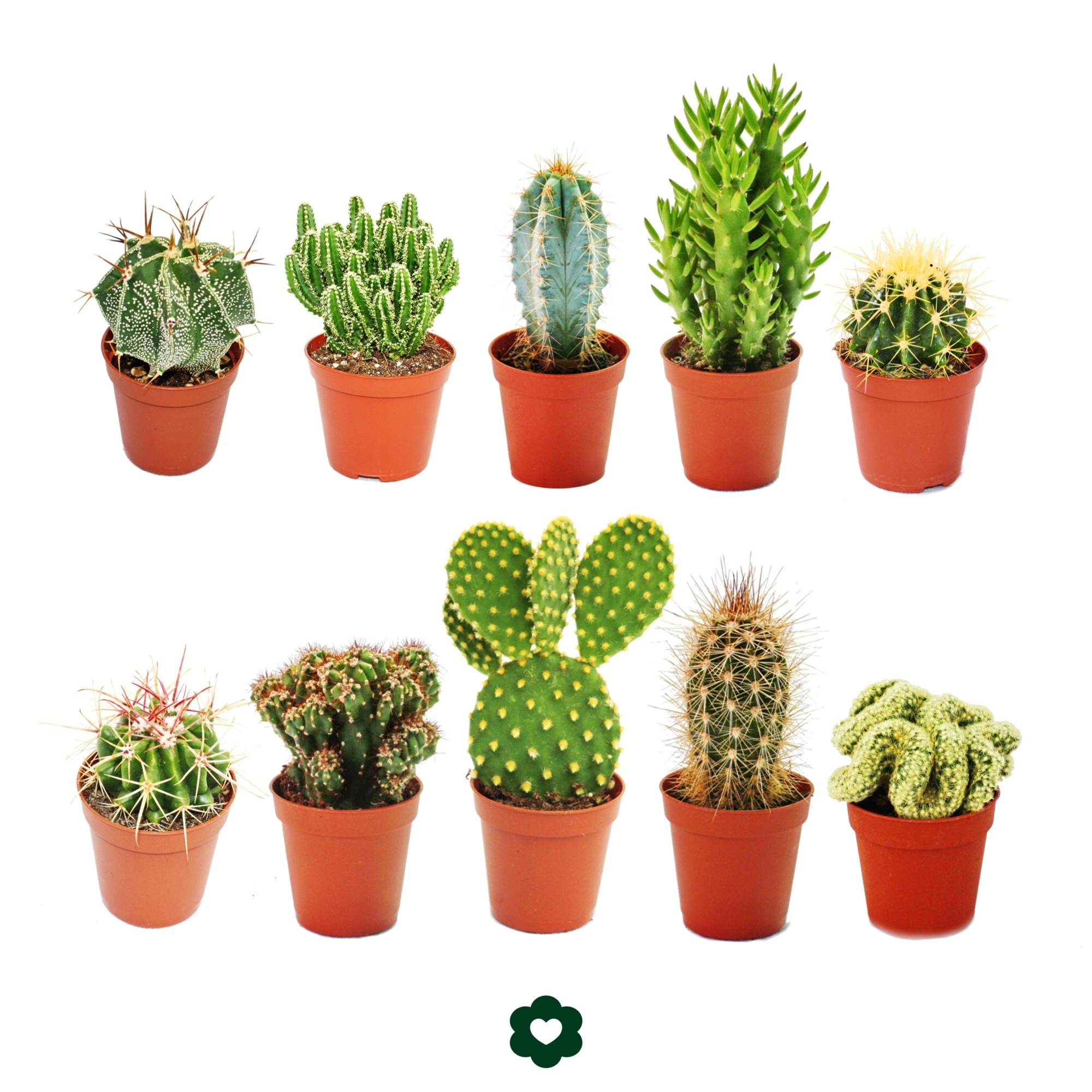 Sintético 90+ Foto Ver Fotos De Cactus Y Sus Nombres Actualizar