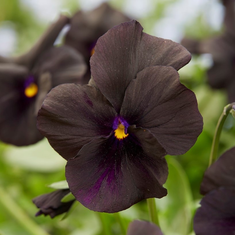 Viola Molly Sanderson - Garden Plants