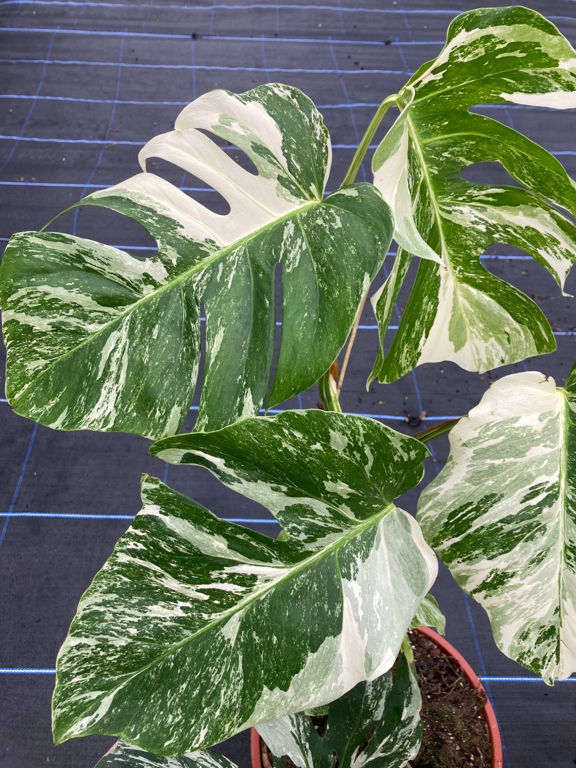 LARGE - Monstera deliciosa variegata - Variegated Swiss Cheese Plant ...