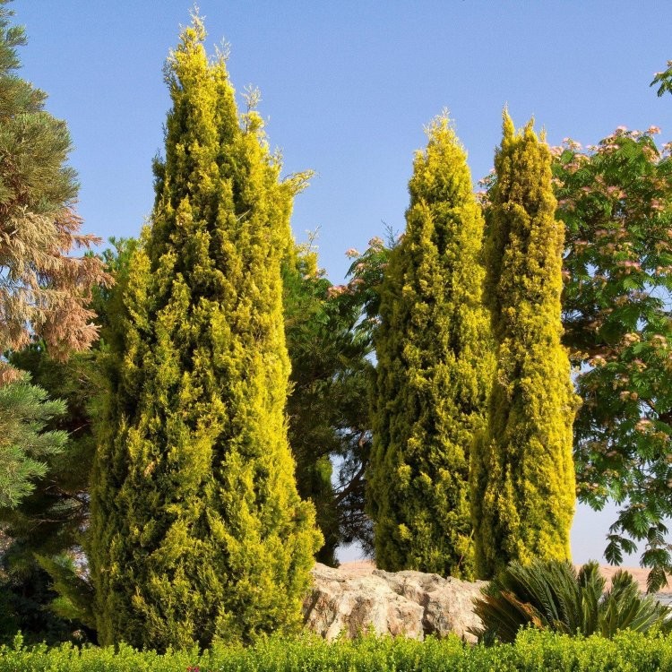 cypress goldcrest golden cupressus trees monterey lemon macrocarpa conifers scented 140cm plants garden gold enlarge zoom