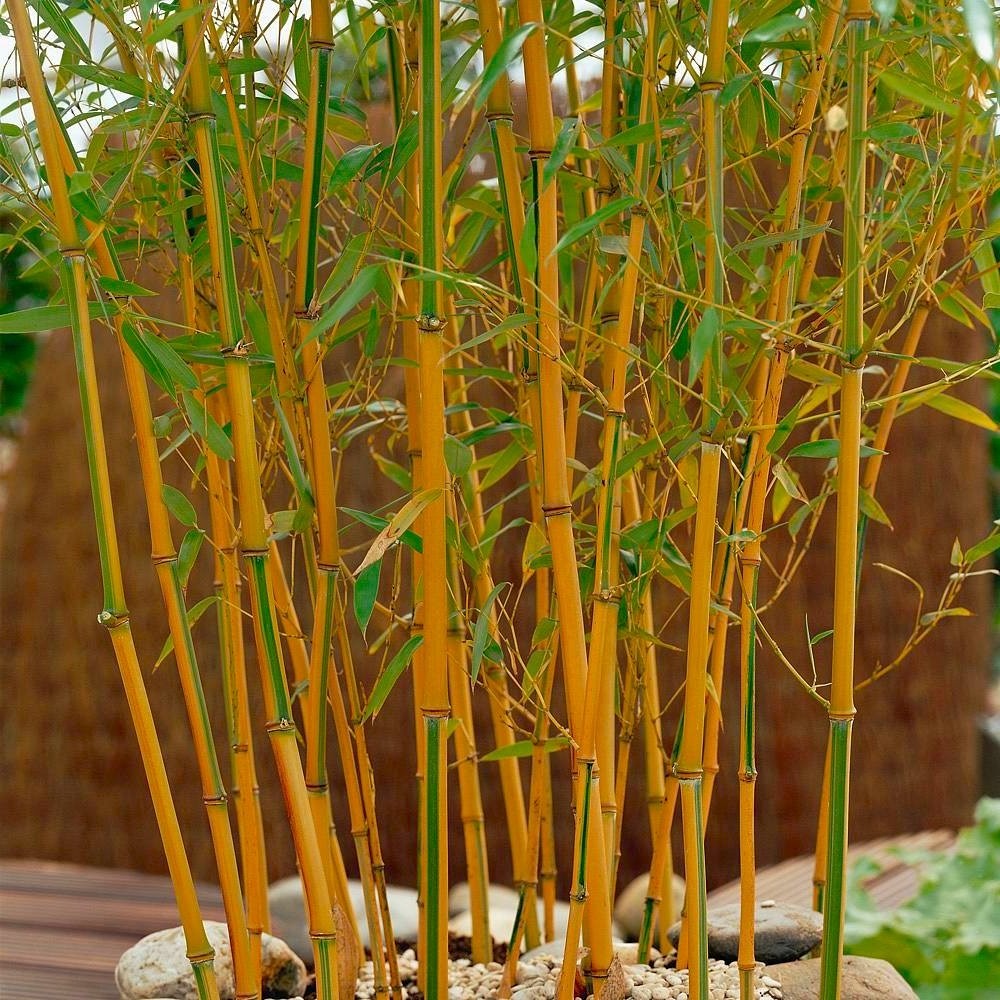 Phyllostachys aurea aureocaulis - Yellow-Groove Bamboo ...