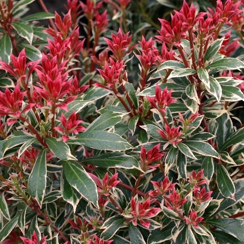 pieris heath little japonica shrub garden valley jap evergreen lily shrubs plants carnaval plant special brighten early spring color andromeda