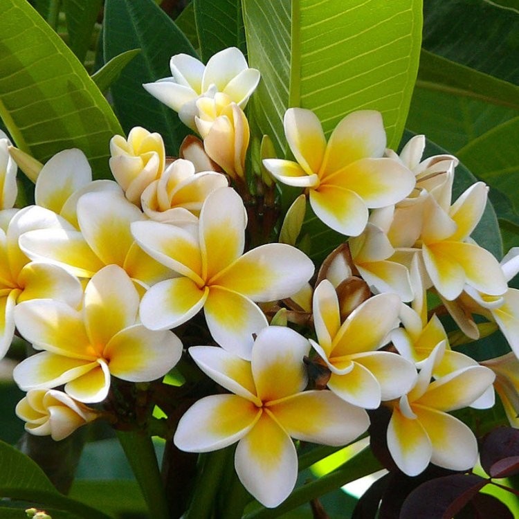Plumeria Tropical Hawaii - Franchipani Temple Tree - Garden Plants