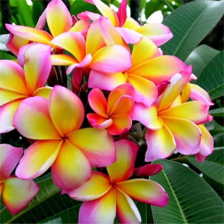 Plumeria Tropical Hawaii - Franchipani Temple Tree - Garden Plants