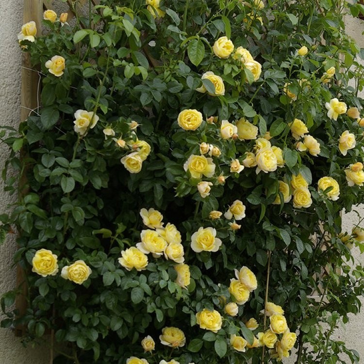 Rose Soleil Vertical - Climbing Rose - Garden Plants