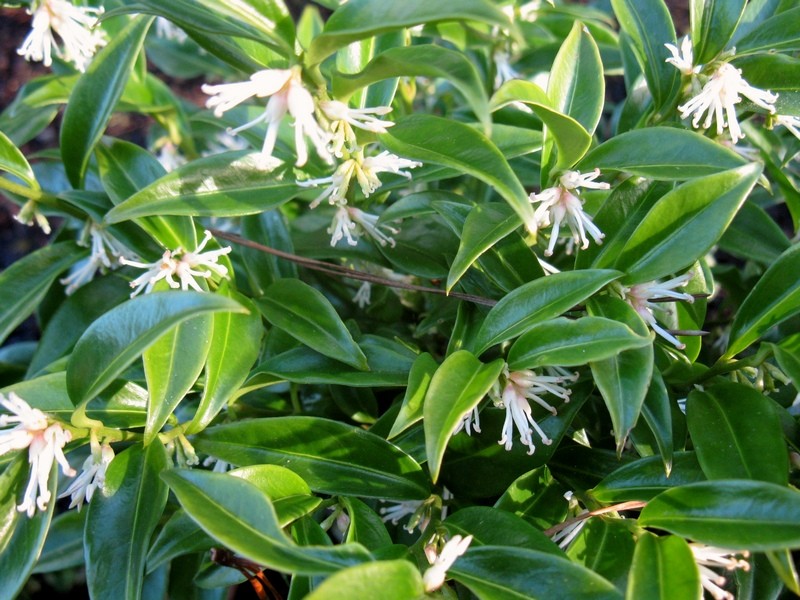 Image result for sarcococca confusa image