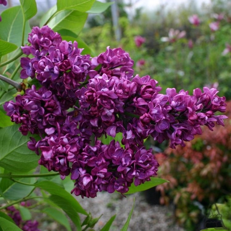 Syringa vulgaris Charles Joly - Fragrant Lilac - Garden Plants