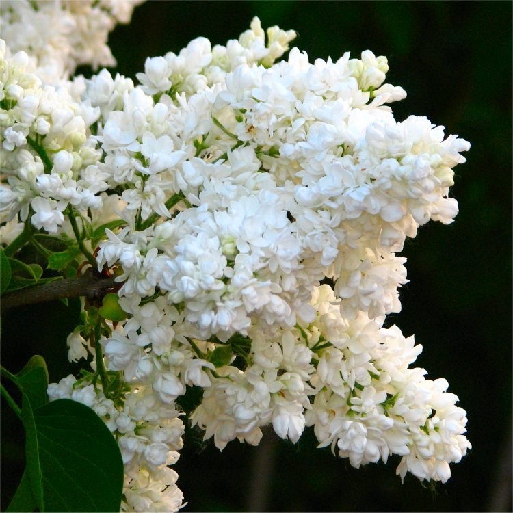 Fragrant Standard White Lilac Tree - Syringa vulgaris Madam Lamoine