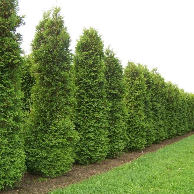 Thuja occidentalis Brabant - 80-100cms Specimen or Hedging Conifer ...
