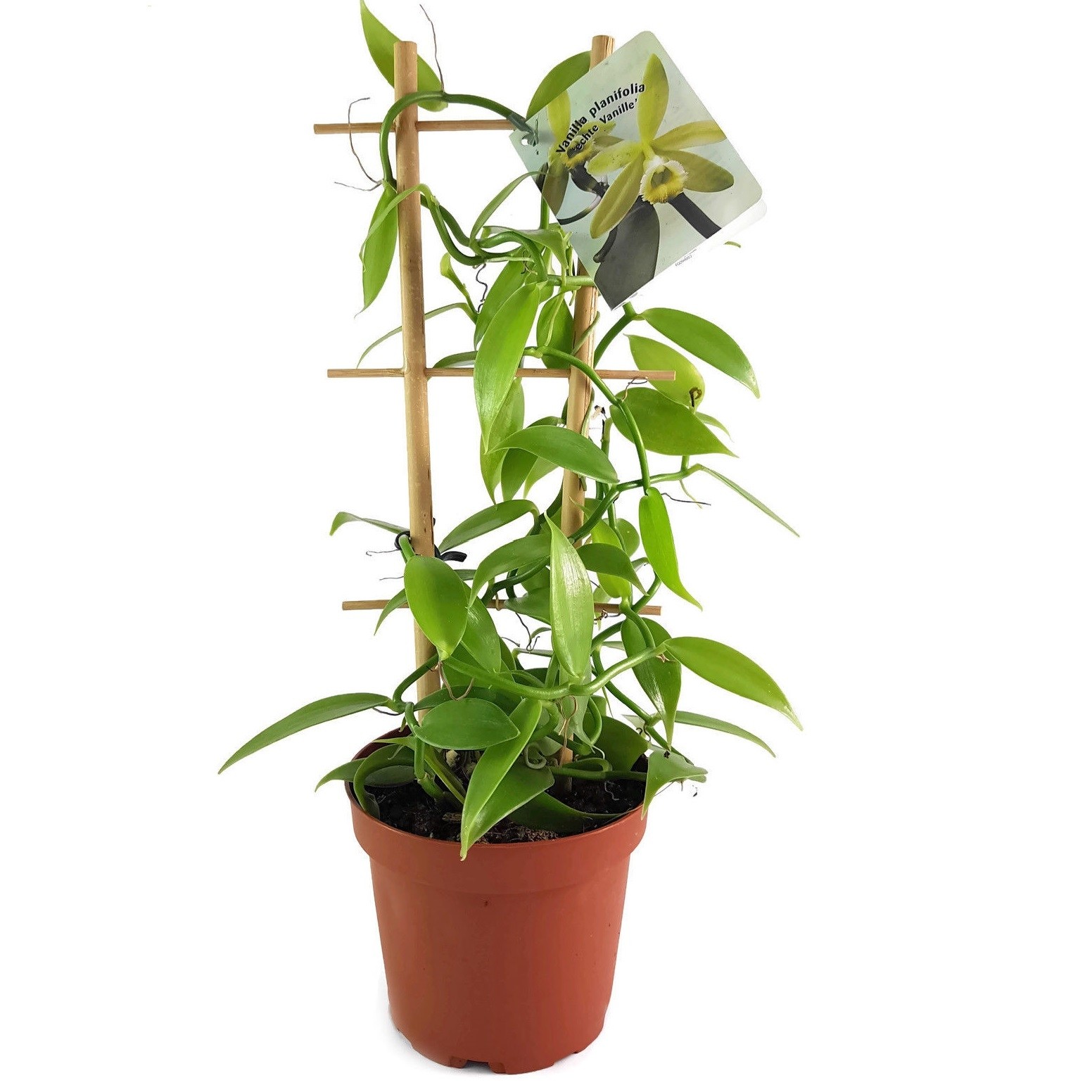 vanilla plant bean pot planifolia madagascar orchid plants grow own mothers garden orchids office house