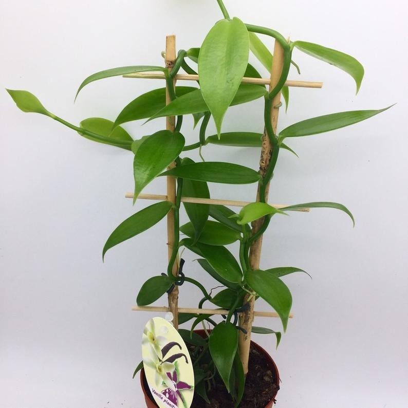 Vanilla Orchid Plant - Vanilla planifolia - Madagascar Vanilla Bean in ...